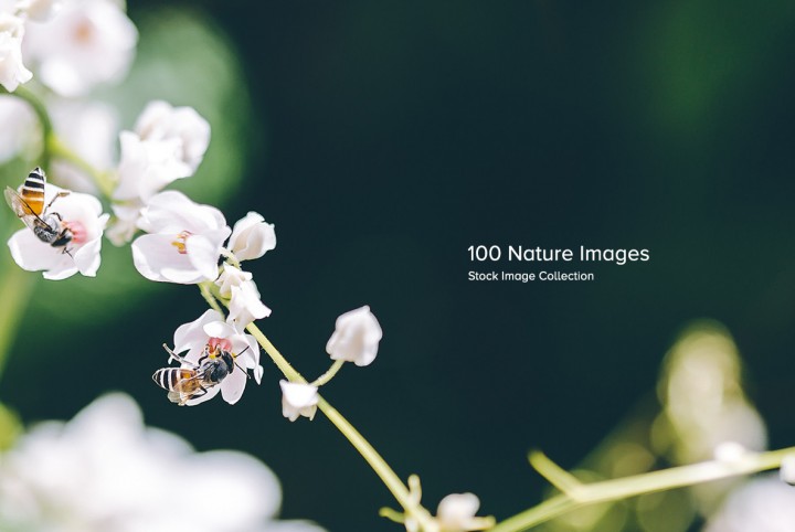 100 Nature Images for $39